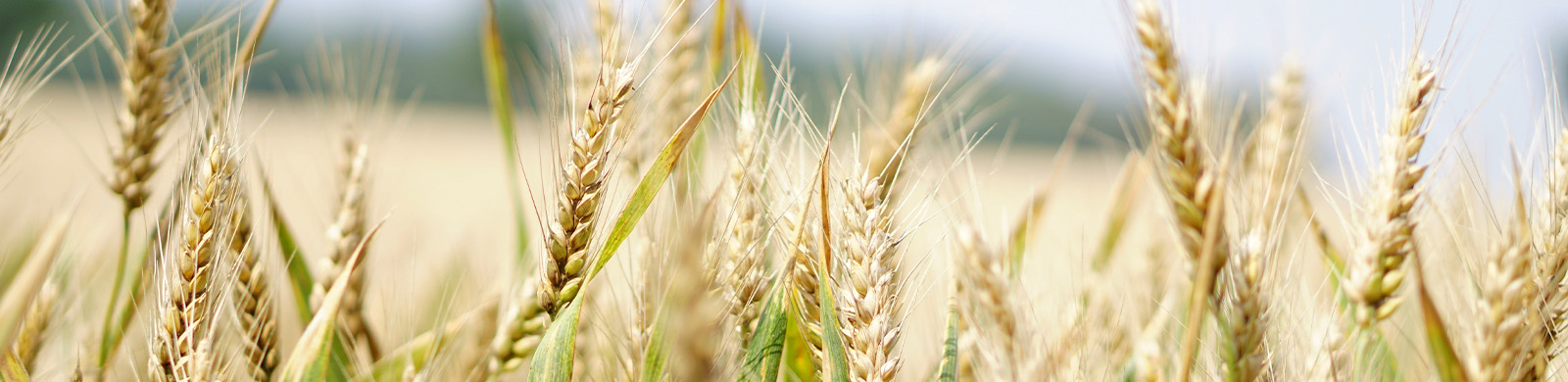 Sunny field of wheat against a blue sky