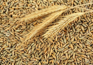 Rye Grains